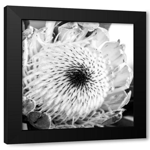 Protea Close Up Black Modern Wood Framed Art Print by Urban Epiphany