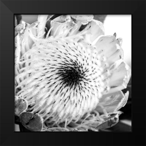 Protea Close Up Black Modern Wood Framed Art Print by Urban Epiphany