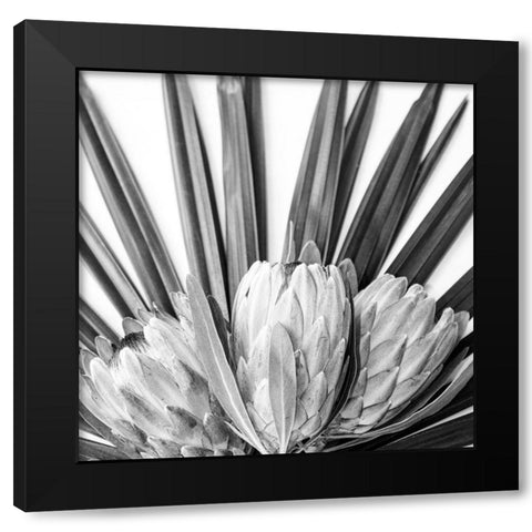 Protea Black Modern Wood Framed Art Print by Urban Epiphany