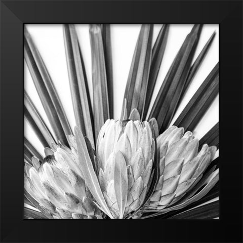 Protea Black Modern Wood Framed Art Print by Urban Epiphany