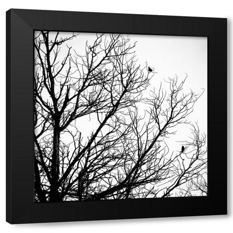 Winter Birds Black Modern Wood Framed Art Print with Double Matting by Urban Epiphany