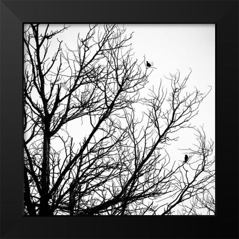 Winter Birds Black Modern Wood Framed Art Print by Urban Epiphany