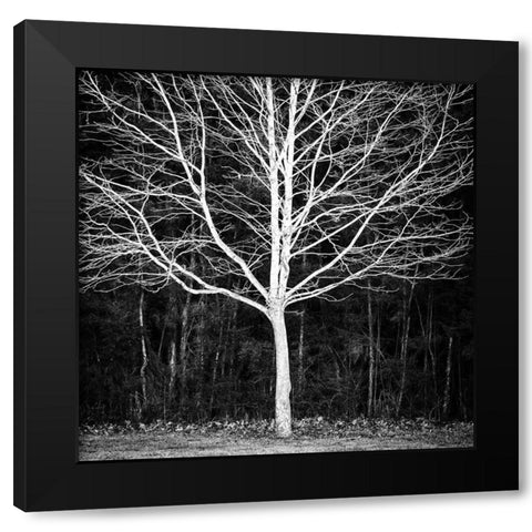 Winter Tree Square Black Modern Wood Framed Art Print by Urban Epiphany