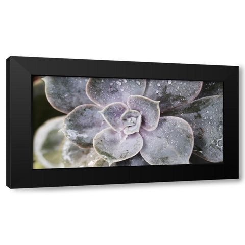 Succulent 1 Black Modern Wood Framed Art Print by Brown, Victoria