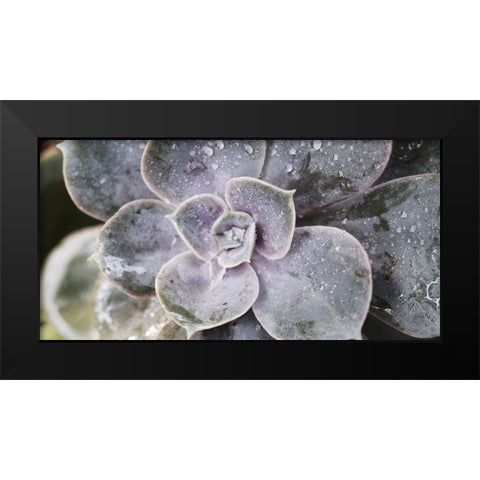 Succulent 1 Black Modern Wood Framed Art Print by Brown, Victoria