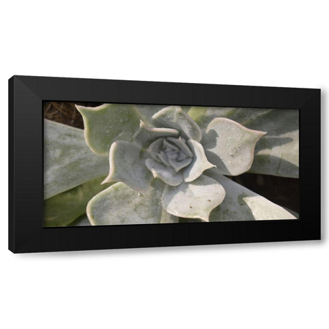 Succulent 2 Black Modern Wood Framed Art Print with Double Matting by Brown, Victoria