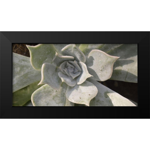 Succulent 2 Black Modern Wood Framed Art Print by Brown, Victoria