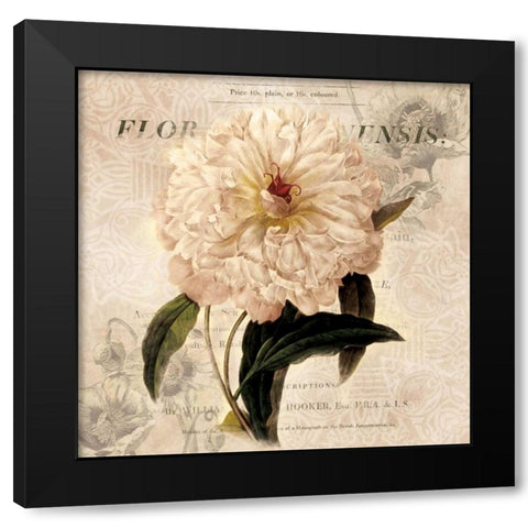 White Peony I Black Modern Wood Framed Art Print with Double Matting by Robinson, Carol