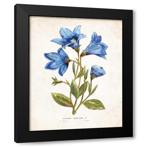 Botanical II Black Modern Wood Framed Art Print with Double Matting by Nan