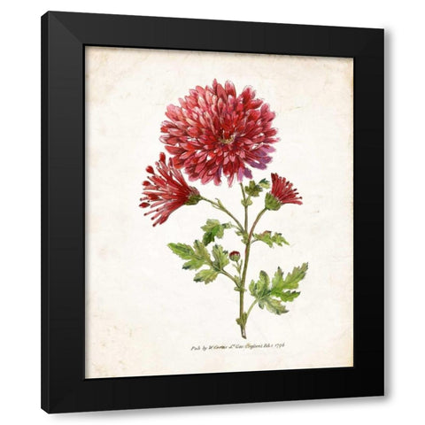Botanical III Black Modern Wood Framed Art Print with Double Matting by Nan