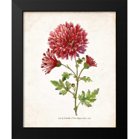 Botanical III Black Modern Wood Framed Art Print by Nan