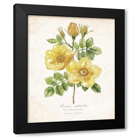 Botanical IV Black Modern Wood Framed Art Print with Double Matting by Nan