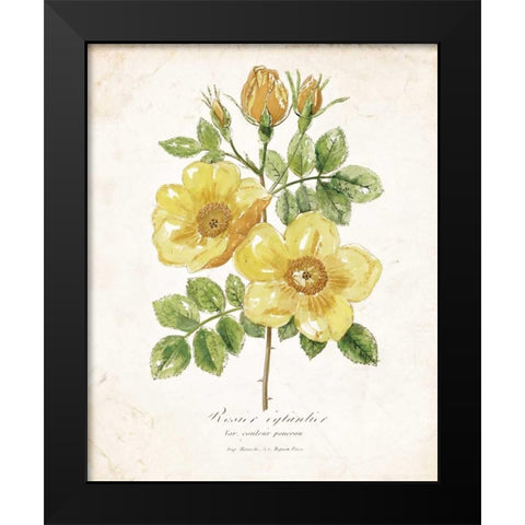 Botanical IV Black Modern Wood Framed Art Print by Nan