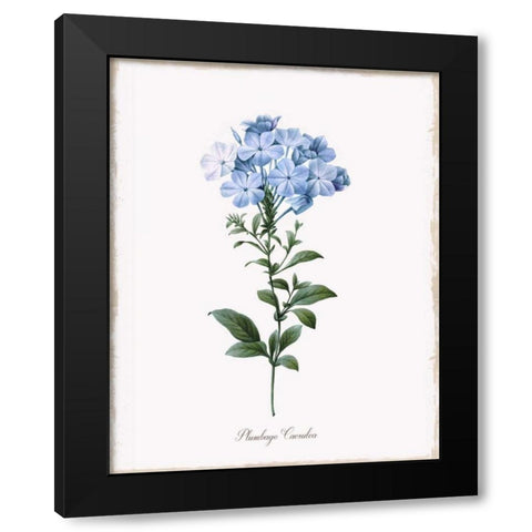 Cape Leadwort Black Modern Wood Framed Art Print by Donovan, Kelly