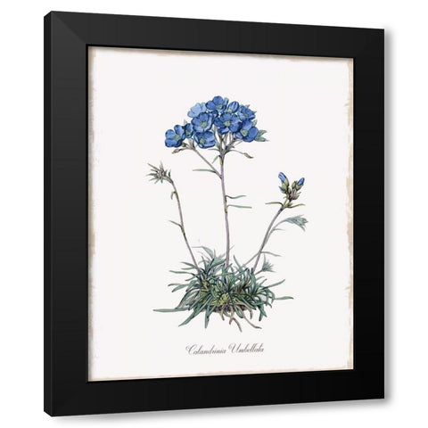 Caladrinia Black Modern Wood Framed Art Print by Donovan, Kelly