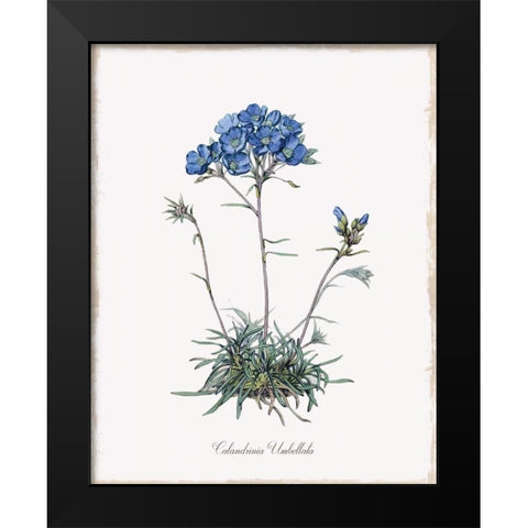 Caladrinia Black Modern Wood Framed Art Print by Donovan, Kelly