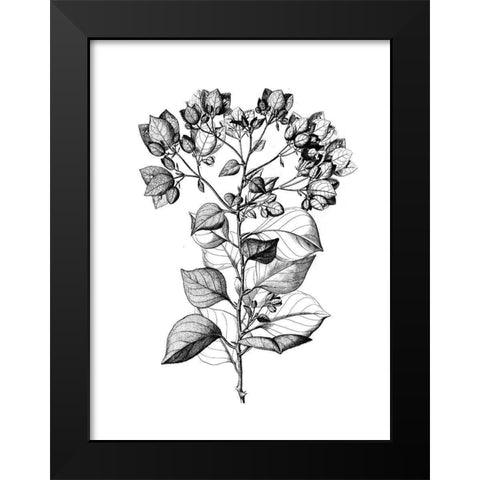 Botanical Black and Black Modern Wood Framed Art Print by Donovan, Kelly