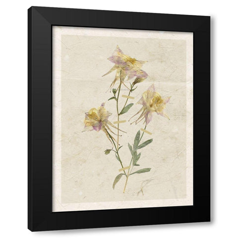 Pressed Columbine Black Modern Wood Framed Art Print with Double Matting by Robinson, Carol