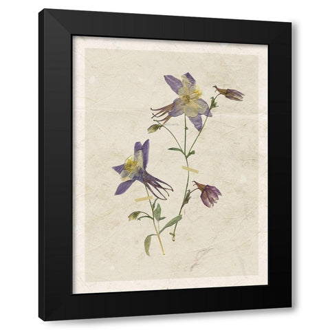 Pressed Columbine Black Modern Wood Framed Art Print by Robinson, Carol