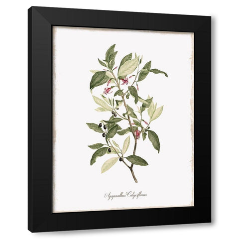 Botanical Black Modern Wood Framed Art Print by Donovan, Kelly