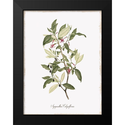 Botanical Black Modern Wood Framed Art Print by Donovan, Kelly