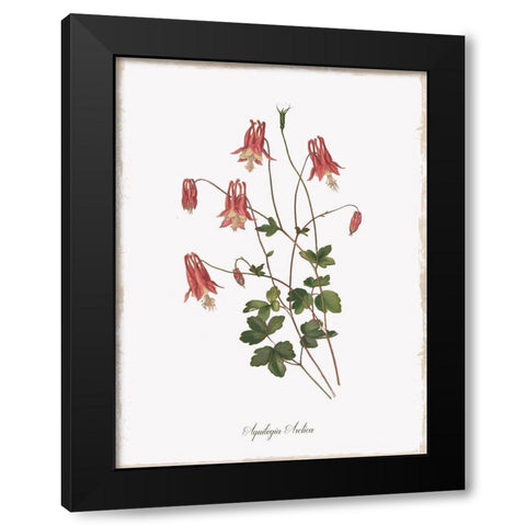 Botanical Columbine Black Modern Wood Framed Art Print with Double Matting by Donovan, Kelly