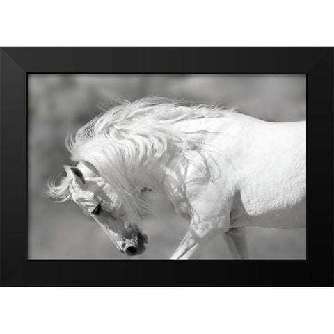 White Stallion Black Modern Wood Framed Art Print by Klopfer, Lee