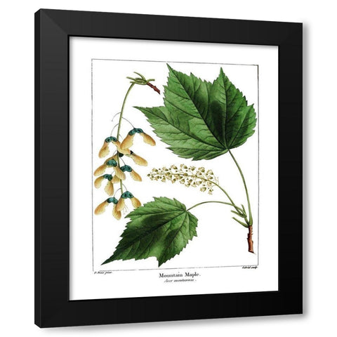Mountain Maple Black Modern Wood Framed Art Print with Double Matting by Donovan, Kelly