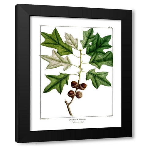 Bears Oak Black Modern Wood Framed Art Print with Double Matting by Donovan, Kelly