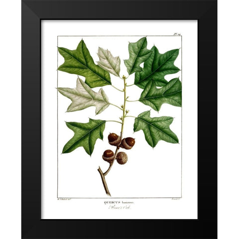 Bears Oak Black Modern Wood Framed Art Print by Donovan, Kelly