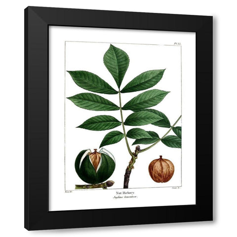 Nut Hickory Black Modern Wood Framed Art Print by Donovan, Kelly