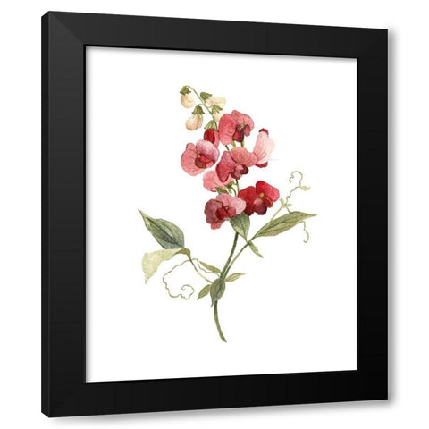 Scarlet Sweet Pea Black Modern Wood Framed Art Print with Double Matting by Robinson, Carol