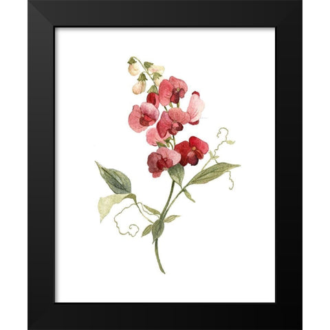 Scarlet Sweet Pea Black Modern Wood Framed Art Print by Robinson, Carol