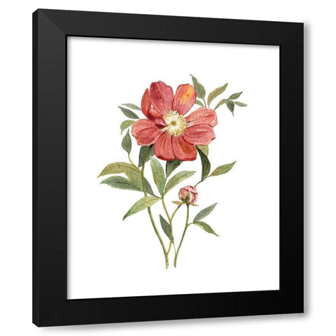 Scarlet Peony Black Modern Wood Framed Art Print by Robinson, Carol