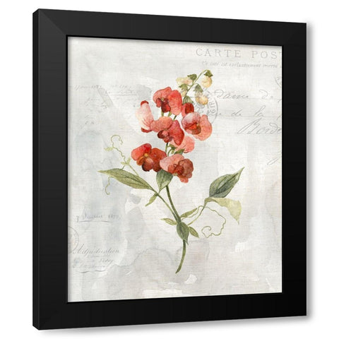 Linen Sweet Pea Black Modern Wood Framed Art Print with Double Matting by Robinson, Carol