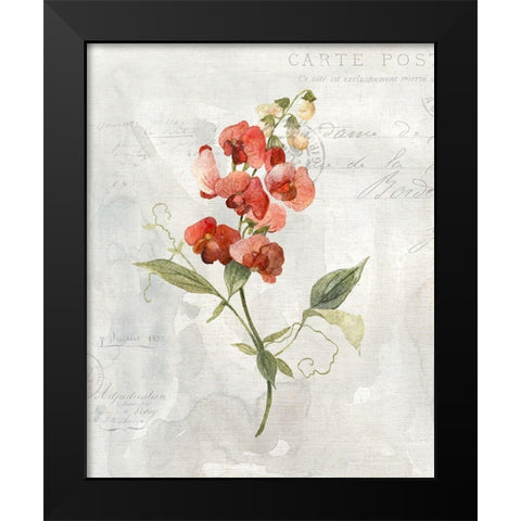 Linen Sweet Pea Black Modern Wood Framed Art Print by Robinson, Carol