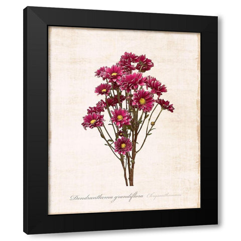 Sketchbook Chrysanthemum Black Modern Wood Framed Art Print with Double Matting by Carpentieri, Natalie