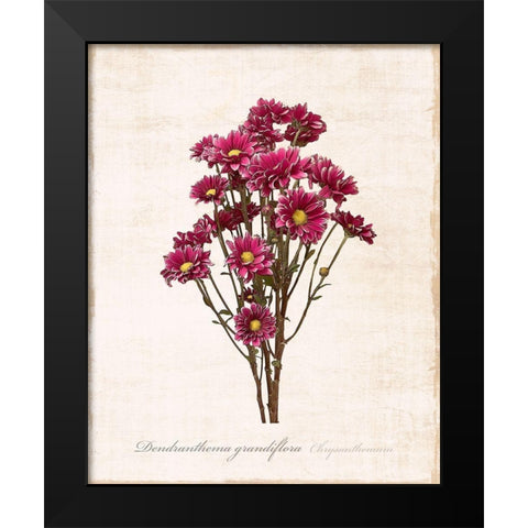 Sketchbook Chrysanthemum Black Modern Wood Framed Art Print by Carpentieri, Natalie