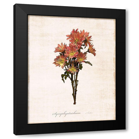 Sketchbook Aster Black Modern Wood Framed Art Print with Double Matting by Carpentieri, Natalie