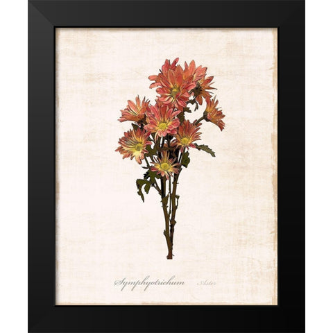 Sketchbook Aster Black Modern Wood Framed Art Print by Carpentieri, Natalie