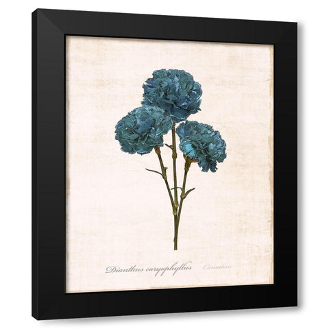 Sketchbook Carnation Black Modern Wood Framed Art Print with Double Matting by Carpentieri, Natalie