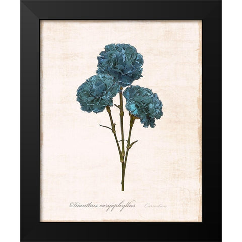 Sketchbook Carnation Black Modern Wood Framed Art Print by Carpentieri, Natalie