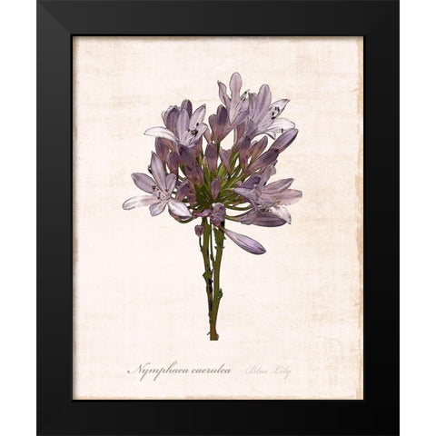 Sketchbook Lily Black Modern Wood Framed Art Print by Carpentieri, Natalie