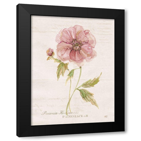 Soft Peony Black Modern Wood Framed Art Print with Double Matting by Robinson, Carol