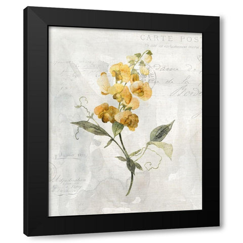 Canary Linen Sweetpea Black Modern Wood Framed Art Print by Robinson, Carol
