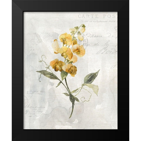 Canary Linen Sweetpea Black Modern Wood Framed Art Print by Robinson, Carol