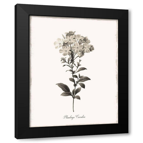 Sketchbook Leadwort Black Modern Wood Framed Art Print with Double Matting by Donovan, Kelly