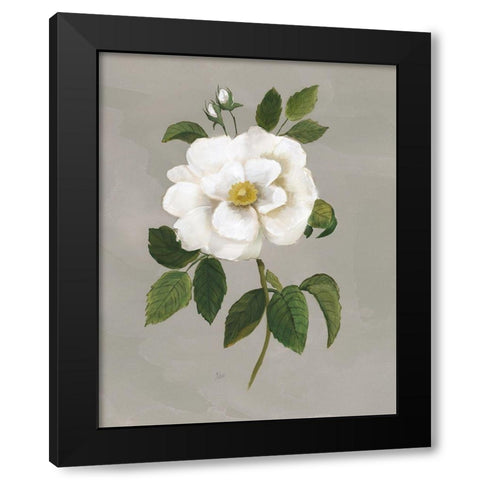 Botanical Garden Rose Black Modern Wood Framed Art Print with Double Matting by Nan