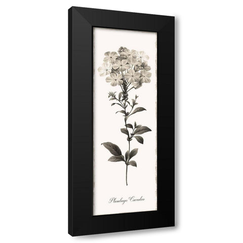 Slender Leadwort Black Modern Wood Framed Art Print with Double Matting by Donovan, Kelly