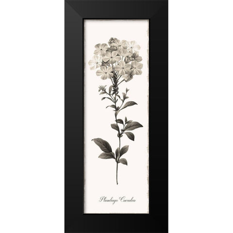 Slender Leadwort Black Modern Wood Framed Art Print by Donovan, Kelly